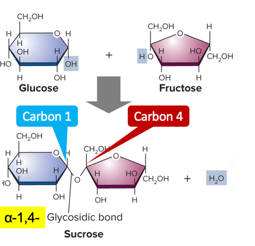 <p>disaccharides</p>