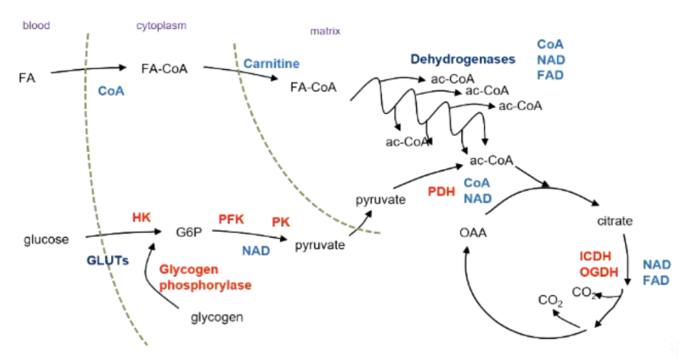 <ul><li><p>Fatty acid oxidation - need CoA in cytoplasm, need carnitine to transport Fatty ac-coa into mitochondria, availability of CoA, NAD and FAD</p></li><li><p>Glucose oxidation - need GLUT transporters, hexokinase stops trapping glucose if we don’t use it, need phosphofructokinase, pyruvate kinase, and NAD+ for glycolysis to continue</p></li></ul><p></p>