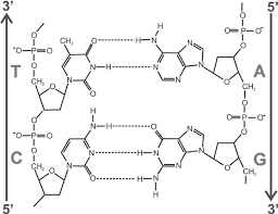 <p><span style="background-color: transparent;"><span>hydrogen bonds</span></span></p>