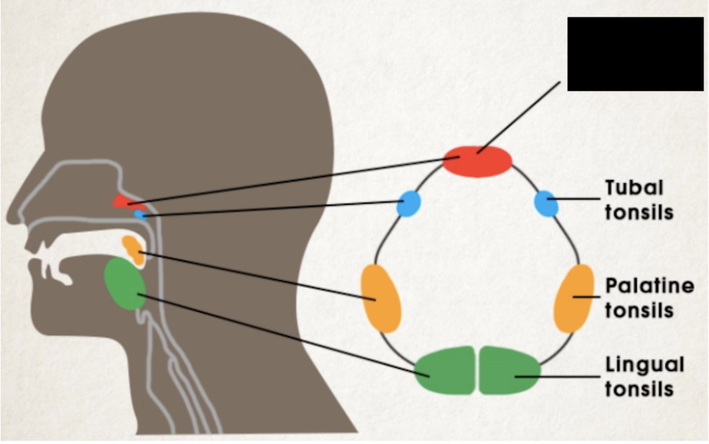 <p><span>roof of pharynx posterior to nasal cavity</span></p>