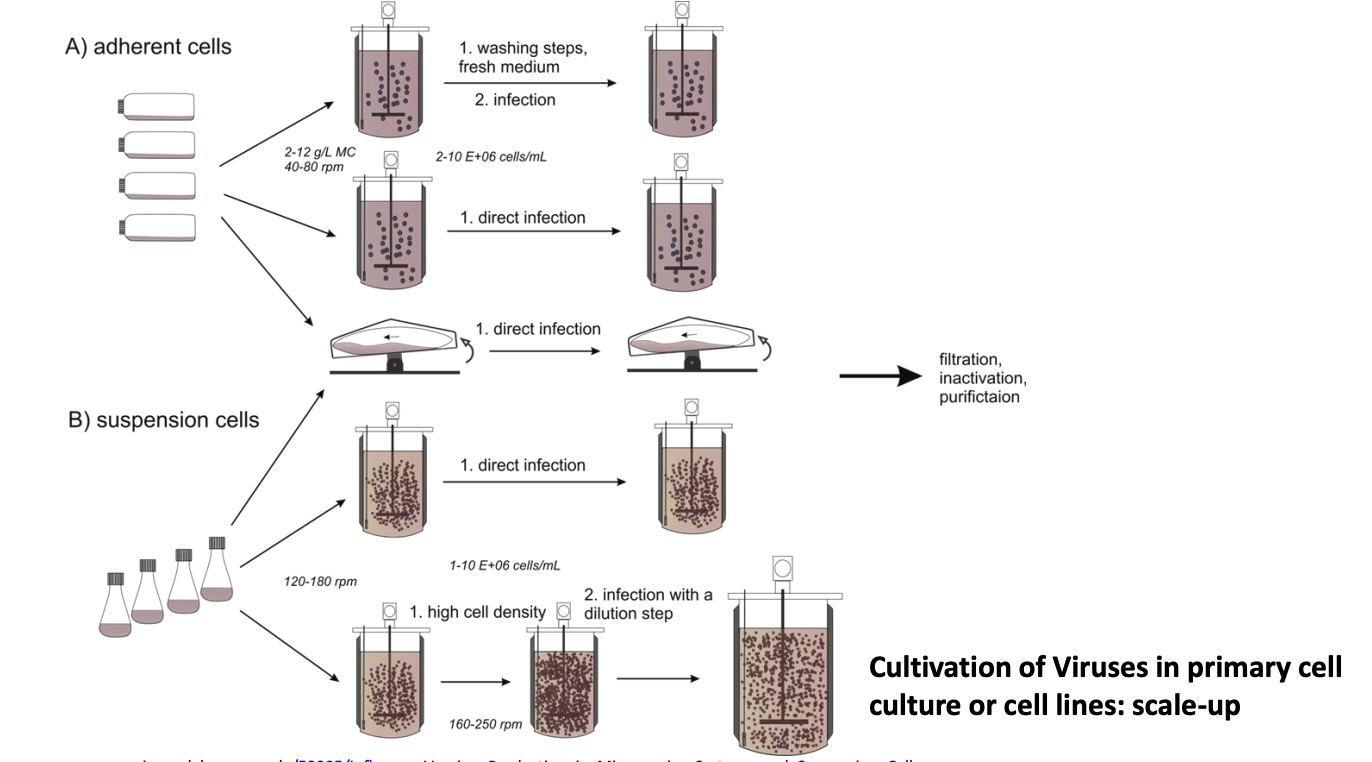 <ul><li><p><u>Adherent cells (cells grow attached to surfaces)</u></p><ul><li><p>Wash them, give them fresh medium, then infect</p></li><li><p>Directly infect</p></li></ul></li><li><p><u>Suspension cells (freely floating)</u></p><ul><li><p>Directly infect</p></li><li><p>Increase cell density, then infect</p></li></ul></li><li><p><u>Once virus is harvested</u>, these are subjected to <strong><em><u>fip</u></em></strong></p><ul><li><p>Filtration</p></li><li><p>Inactivation</p></li><li><p>Purification</p></li></ul></li></ul><p></p>