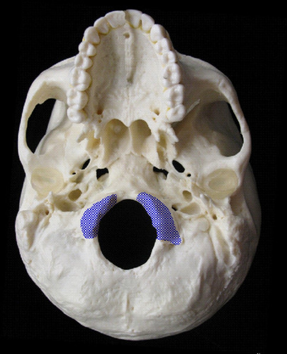 <p>articulate with first cervical vertebra (atlas)</p>