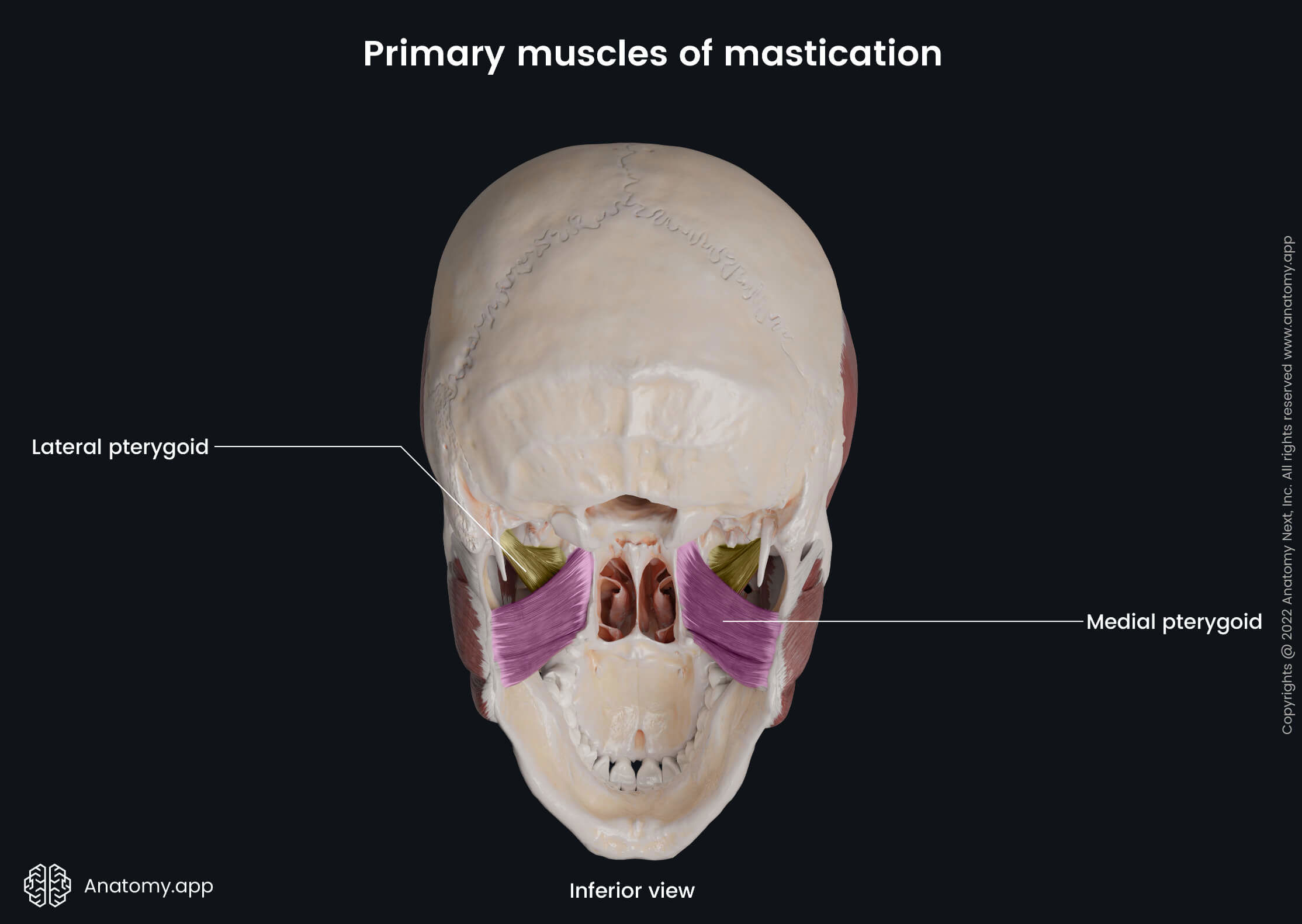 <p>sphenoid</p>