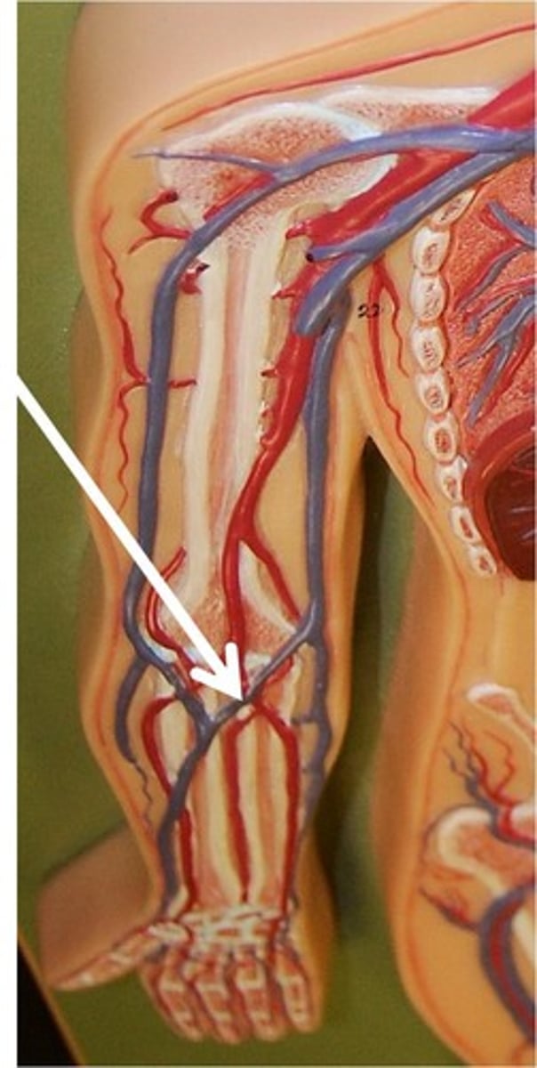 <p>travel laterally across the anterior surface of the elbow to connect the basilic and cephalic veins</p>