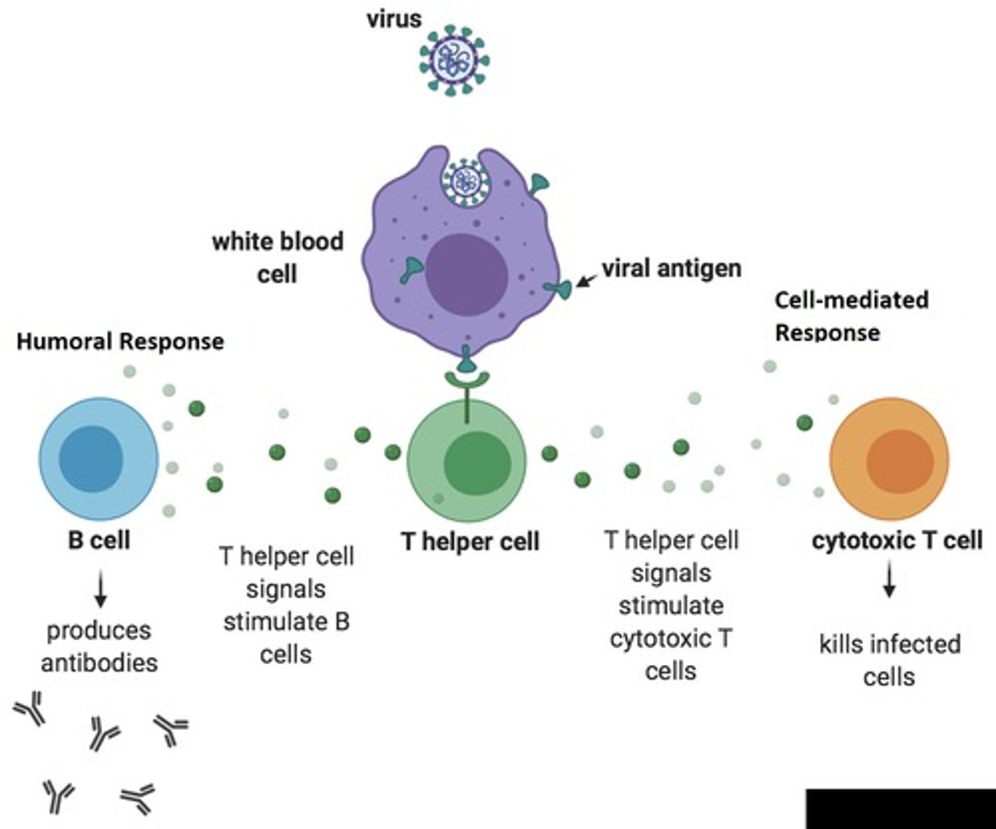 <p>B cells and T cells (lymphocytes).</p>
