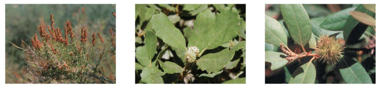 <p>thick, tough, and leathery leaves with a waxy coating that helps reduce water loss</p>