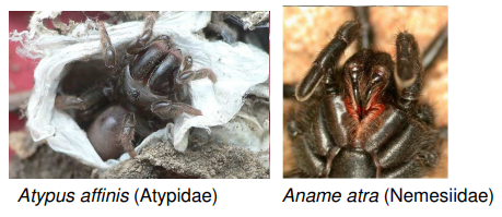 <p>Atypus affinis (Atypidae)</p><p>Aname atra (Nemesiidae)</p><p></p><p>Pavouci s orthognathním postavením chelicer. Jedná se o plesiomorfii. (zástupce d řív ějších „Orthognatha“ dnes řadíme z velké v ětšíny do Mygalomorphae, malou část do Mesothelae)</p>