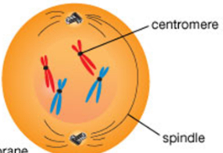 <p>Late prophase</p>