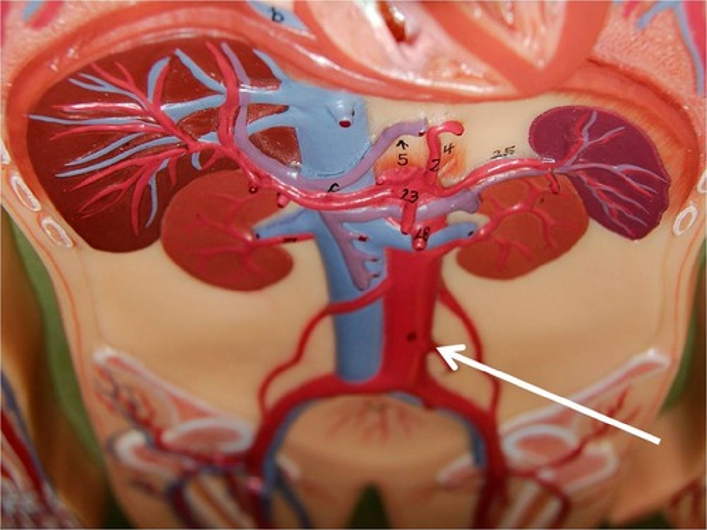 <p>Area supplied: Transverse, descending, and sigmoid colon, rectum, and anal canal</p><p>Terminal branch: N/A</p><p>Relationship: Inferior-most anterior branch of the abdominal aorta</p>