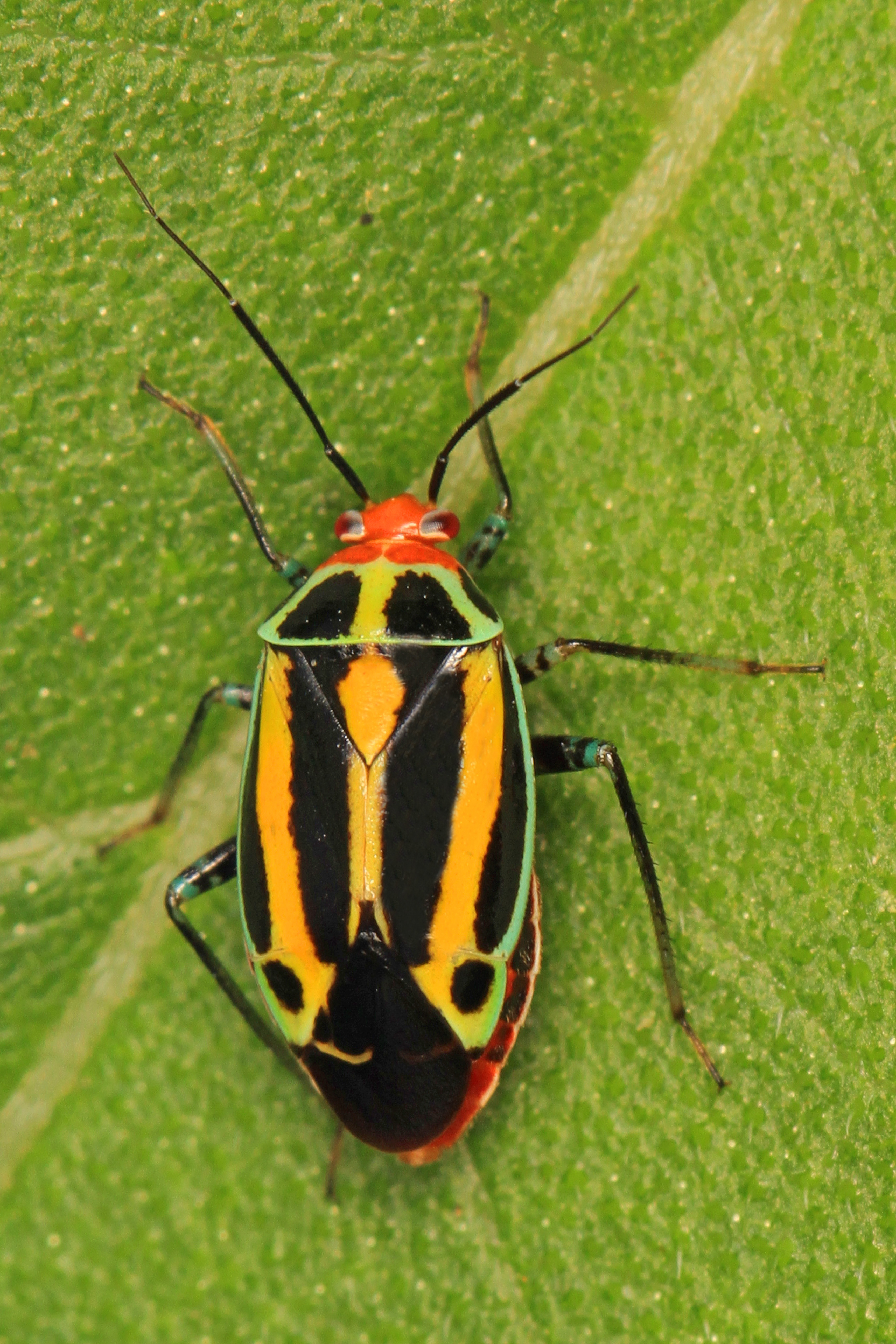 <p>trichobothria on meso- &amp; metafemora is a feature unique to mirids<br>Other useful features:<br>lack of ocelli (ocelli may be absent in other bugs, e.g. Cnemodus or Largidae, yet present in a few mirids (Isometopinae)<br>presence of a cuneus (a triangular-shaped region at the distal end of the fore wing) (also present among cimicoids, incl. Anthocoridae, Cimicidae, and Microphysidae)<br>membrane with 2 closed cells<br>appendages mostly long and thin, hunched appearance in many since pronotum carries head down.</p>