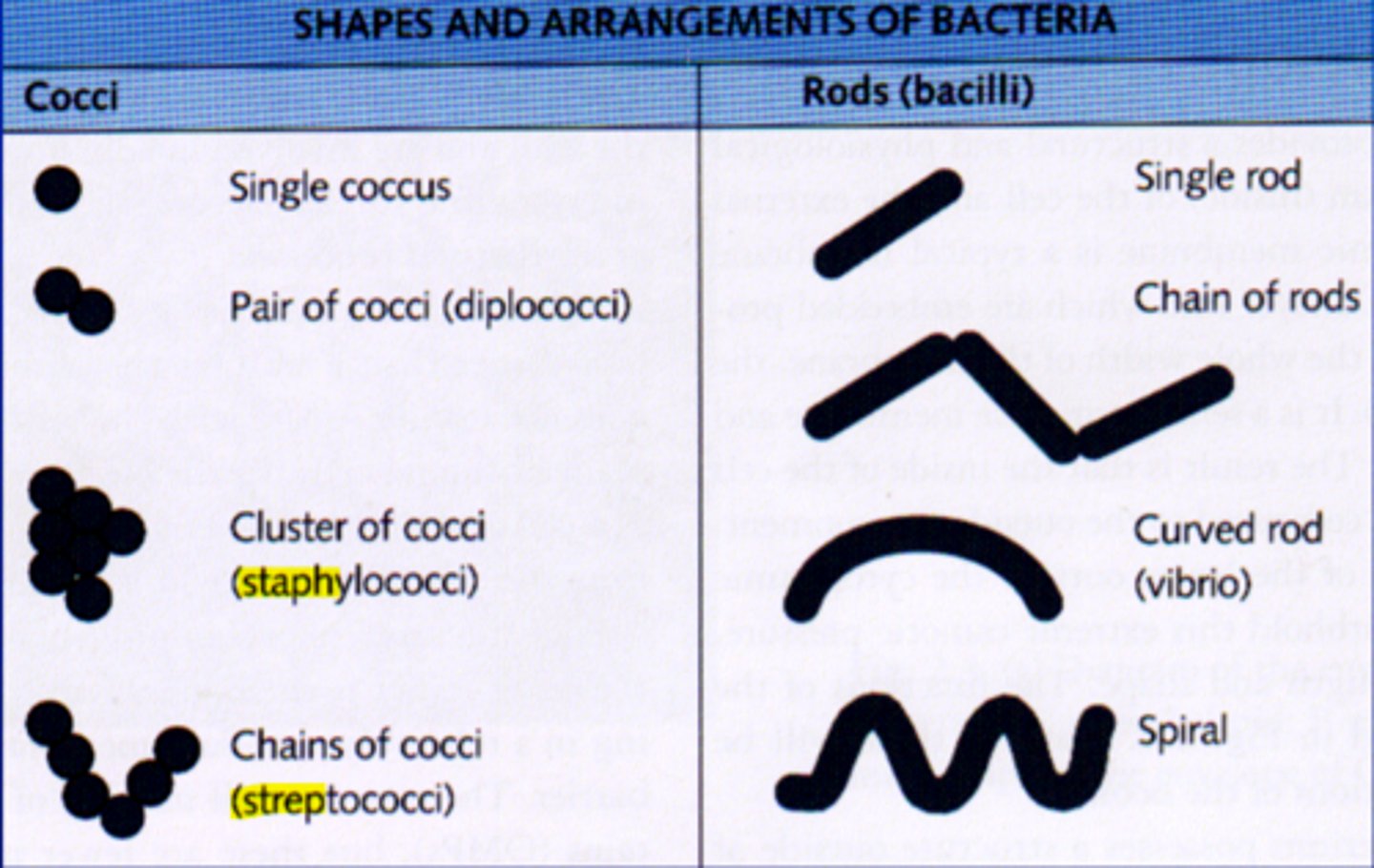 <p>Cluster gram positive cocci: staphylococci</p><p>Chains of gram positive cocci: streptococci</p>