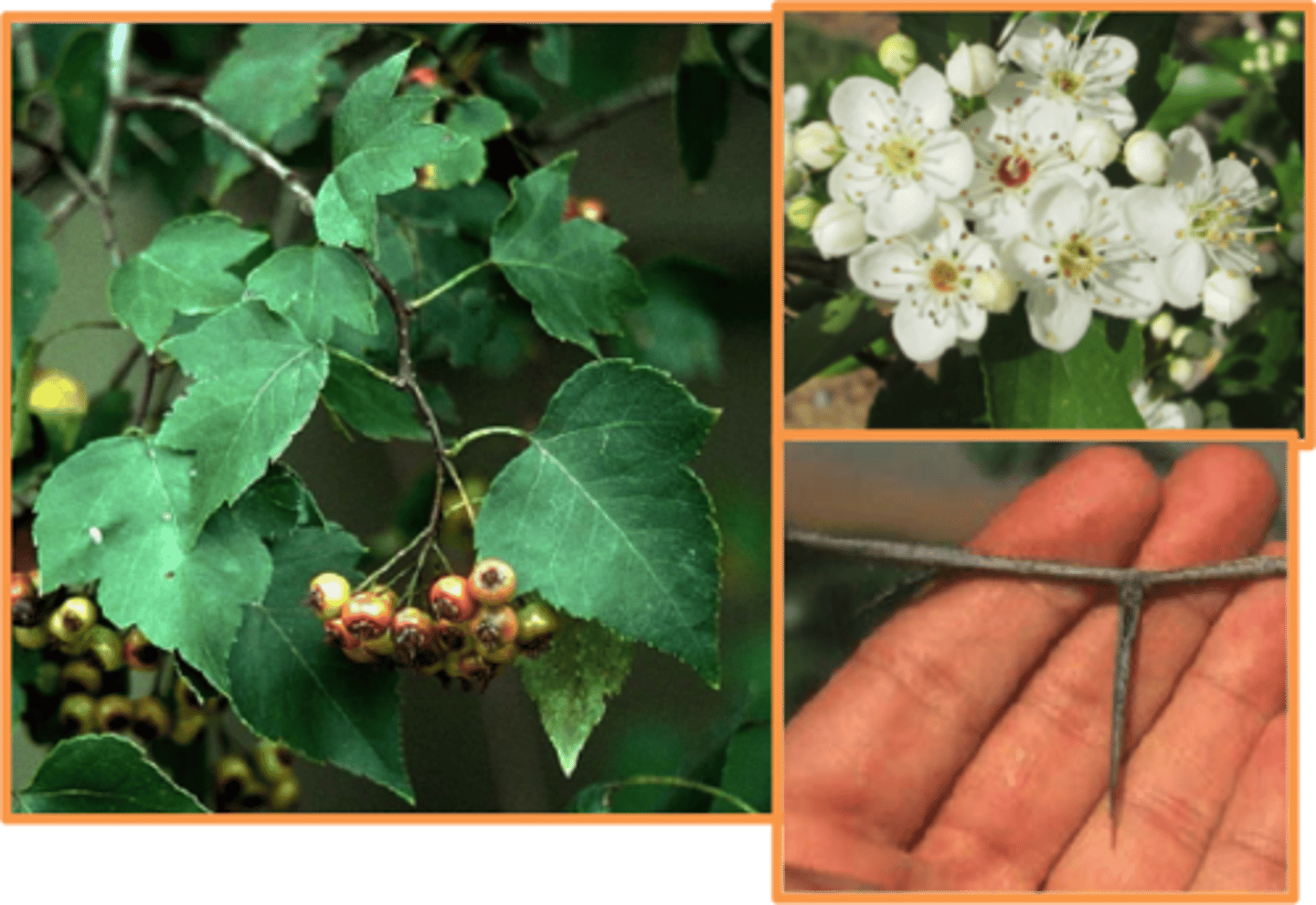 <p>Crataegus spp.</p><p>Rosaceae</p>