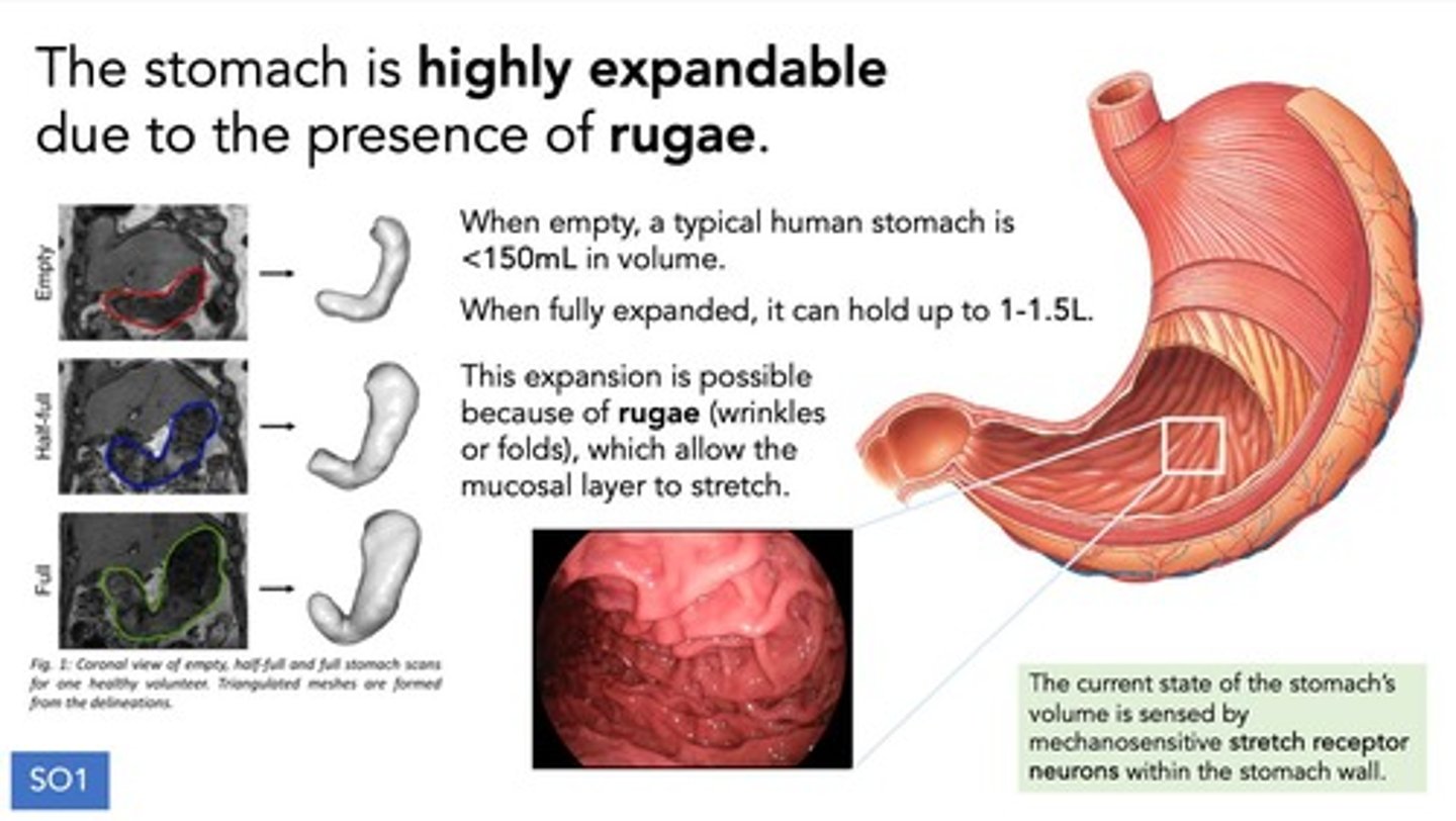 <p>To allow for expansion of the stomach as it fills with food.</p>