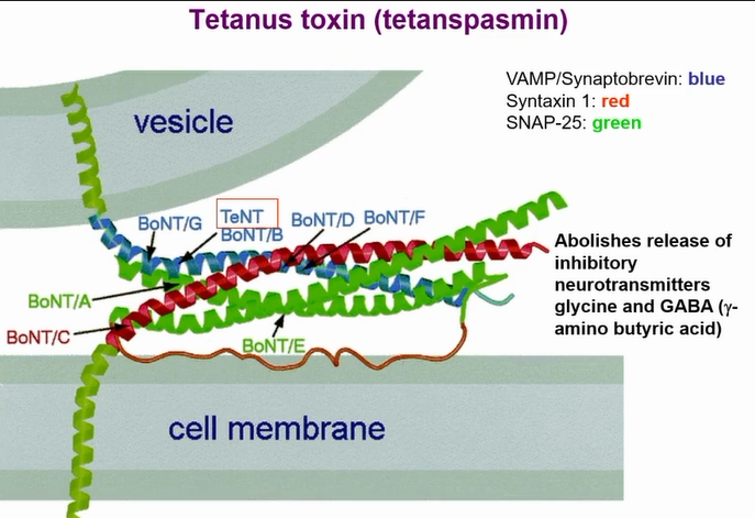 <p>Very similar to botulinam toxin and cleaves snare proteins</p><p>Targets inhibitory neurotransmitters</p><p></p>