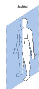 <p>left and right</p>
