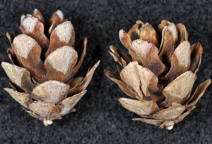 <p>identify by cone</p>