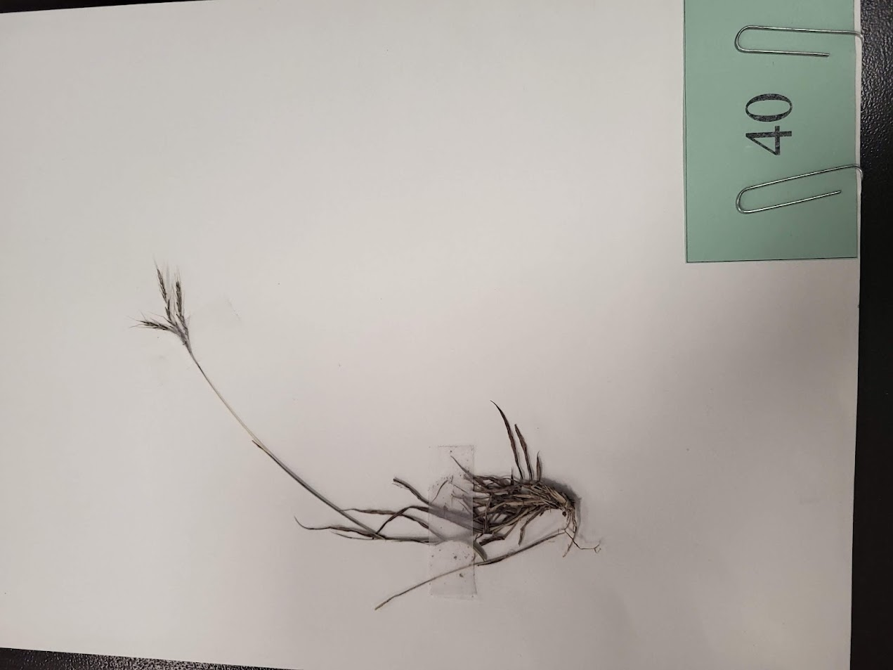 King Ranch bluestem
