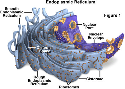 an extensive membranous network in a eukaryotic cell, continuous with the outer nuclear membrane and composed of ribosome-studded (rough) and ribosome-free (smooth) regions