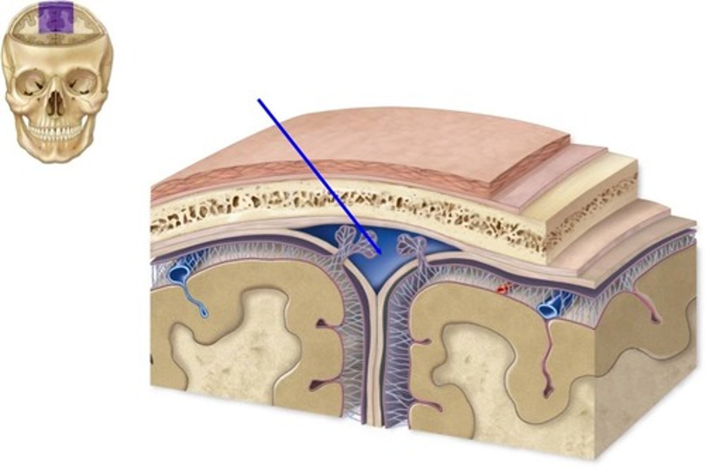 <p>above the dura mater</p>