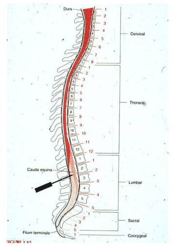 <p>below the 2nd lumbar vertebrae </p><ul><li><p>because adult spinal cord ends between lumbar vertebrae 1 and 2</p></li></ul><p></p>