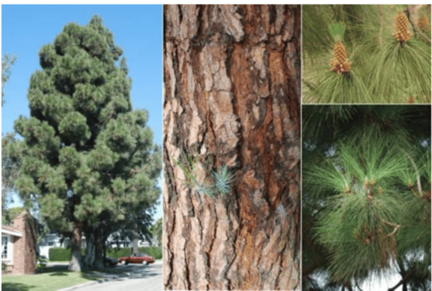 <p>Canary Island Pine</p>