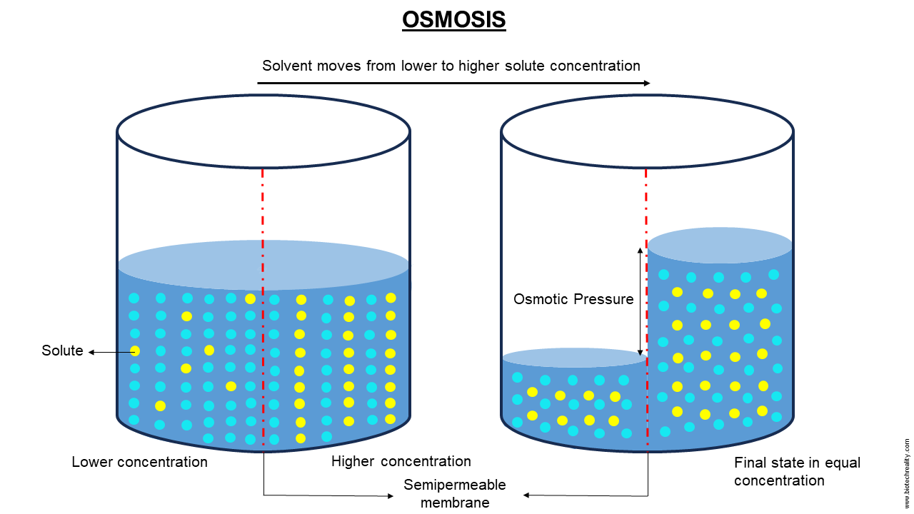 <p>The Diffusion of water across a membrane. (but water)</p><p>Water: High → Low concentration</p><p>Solvent &amp; Solute: Low → High</p><p></p>