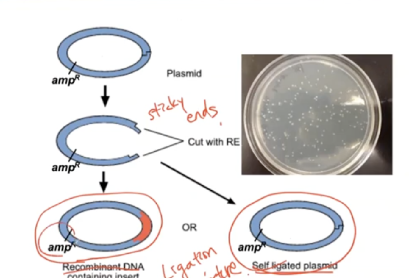 <p>The sticky ends during the cut can go back to their original form. </p>