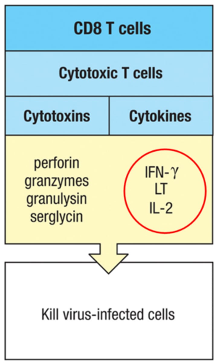 <p>Interferon γ (IFN-γ) Levels</p>