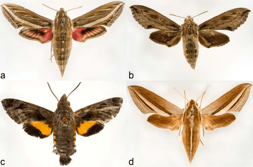 <p>Hawkmoths and sphinx moths</p><p>Order Lepidoptera</p>