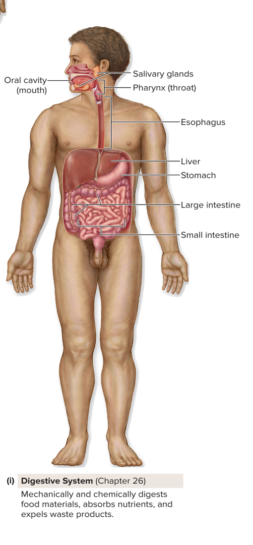 <p><span><strong><u>Digestive System Overview</u></strong></span></p><ul><li><p><span><strong><u>Two groups of organs:<br><br></u></strong></span></p><ol><li><p><span><strong><u>GI tract (digestive tract / alimentary canal): Continuous tube:<br> Mouth → Pharynx → Esophagus → Stomach → Small intestine → Large intestine → Anal canal → Anus<br><br></u></strong></span></p></li><li><p><span><strong><u>Accessory digestive organs: Teeth, tongue, salivary glands, liver, gallbladder, pancreas.<br>Ingestion<br><br></u></strong></span></p><ul><li><p><span><strong><u>Taking in food &amp; drink (mouth).<br><br></u></strong></span></p></li></ul></li><li><p><span><strong><u>Motility<br><br></u></strong></span></p><ul><li><p><span><strong><u>Movement of food along GI tract:<br><br></u></strong></span></p><ul><li><p><span><strong><u>Peristalsis → wave-like contractions push food forward.<br><br></u></strong></span></p></li><li><p><span><strong><u>Mixing/Segmentation → churning back-and-forth (esp. in small intestine).<br><br></u></strong></span></p></li></ul></li></ul></li><li><p><span><strong><u>Secretion<br><br></u></strong></span></p><ul><li><p><span><strong><u>Release of digestive juices (enzymes, bile, acid, mucus) to aid digestion &amp; protect GI tract.<br><br></u></strong></span></p></li></ul></li><li><p><span><strong><u>Digestion<br><br></u></strong></span></p><ul><li><p><span><strong><u>Mechanical digestion → physically breaking down food (chewing, churning).<br><br></u></strong></span></p></li><li><p><span><strong><u>Chemical digestion → breaking food into molecules with enzymes.<br><br></u></strong></span></p></li></ul></li><li><p><span><strong><u>Absorption<br><br></u></strong></span></p><ul><li><p><span><strong><u>Nutrients, water, and electrolytes absorbed into blood or lymph from small &amp; large intestine.<br><br></u></strong></span></p></li></ul></li><li><p><span><strong><u>Elimination<br><br></u></strong></span></p></li></ol><p><span><strong><u>Undigested material + waste compacted into feces and removed by defecation.<br><br></u></strong></span></p><ol><li><p>Organs: Oral Cavity(mouth), Salivary glands, Pharynx (throat), esophagus, Liver, stomach, large intestine, small intestine.</p></li></ol></li></ul><p></p>
