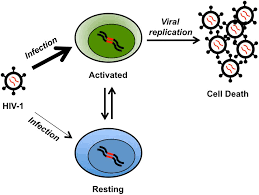 <p>Latent virus </p>