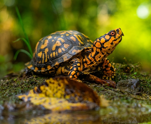 <p>Testudines : Cryptodira : Emydidae</p>
