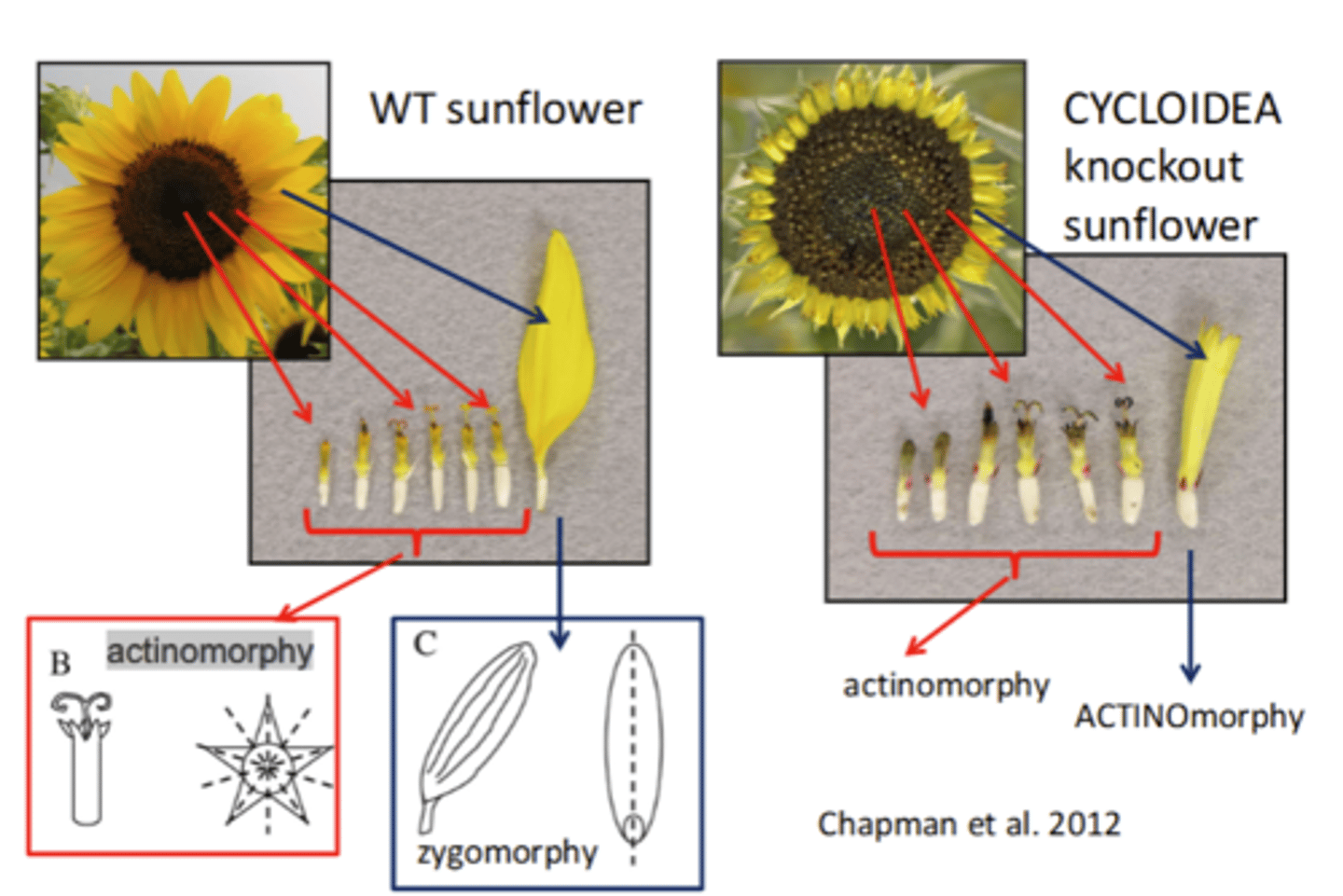 <p>In Wild type: has many florets that make it up - has left right symmetry and radial symmetry (Zygomorphy and actinomorphy)</p><p>But if knockout Cycloidea</p><p>Florets are more tubule</p><p>Instead has actinomorphy and actinomorphy so loose left right symmetry</p>
