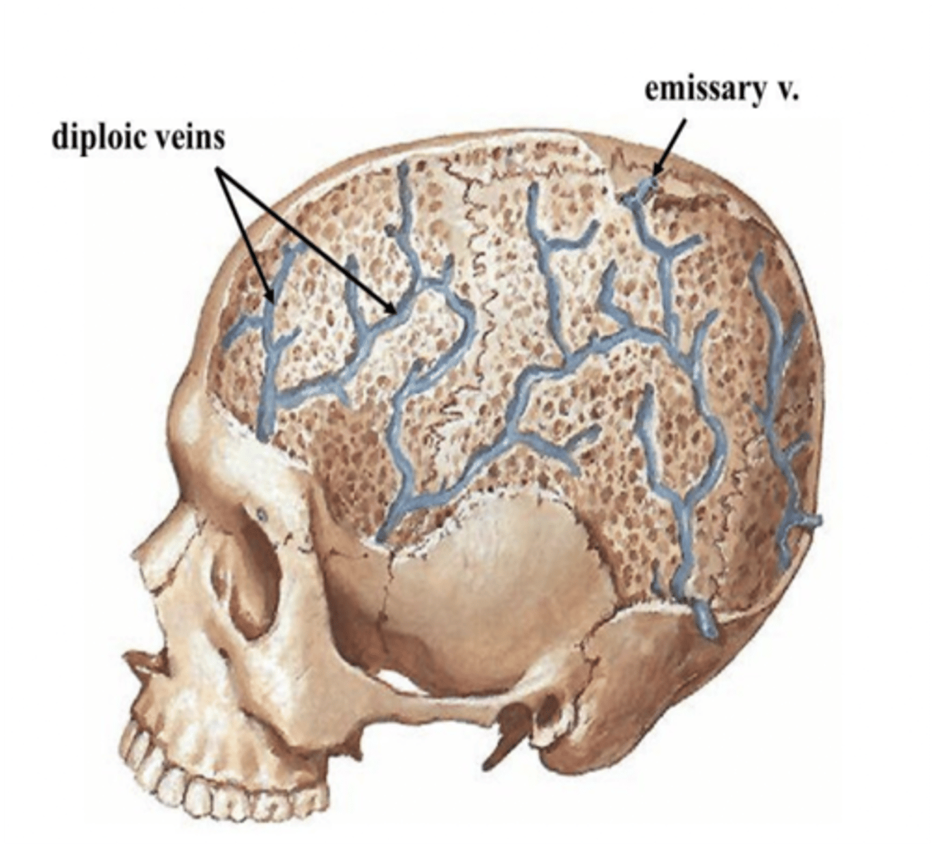 <p>Diploic veins</p>