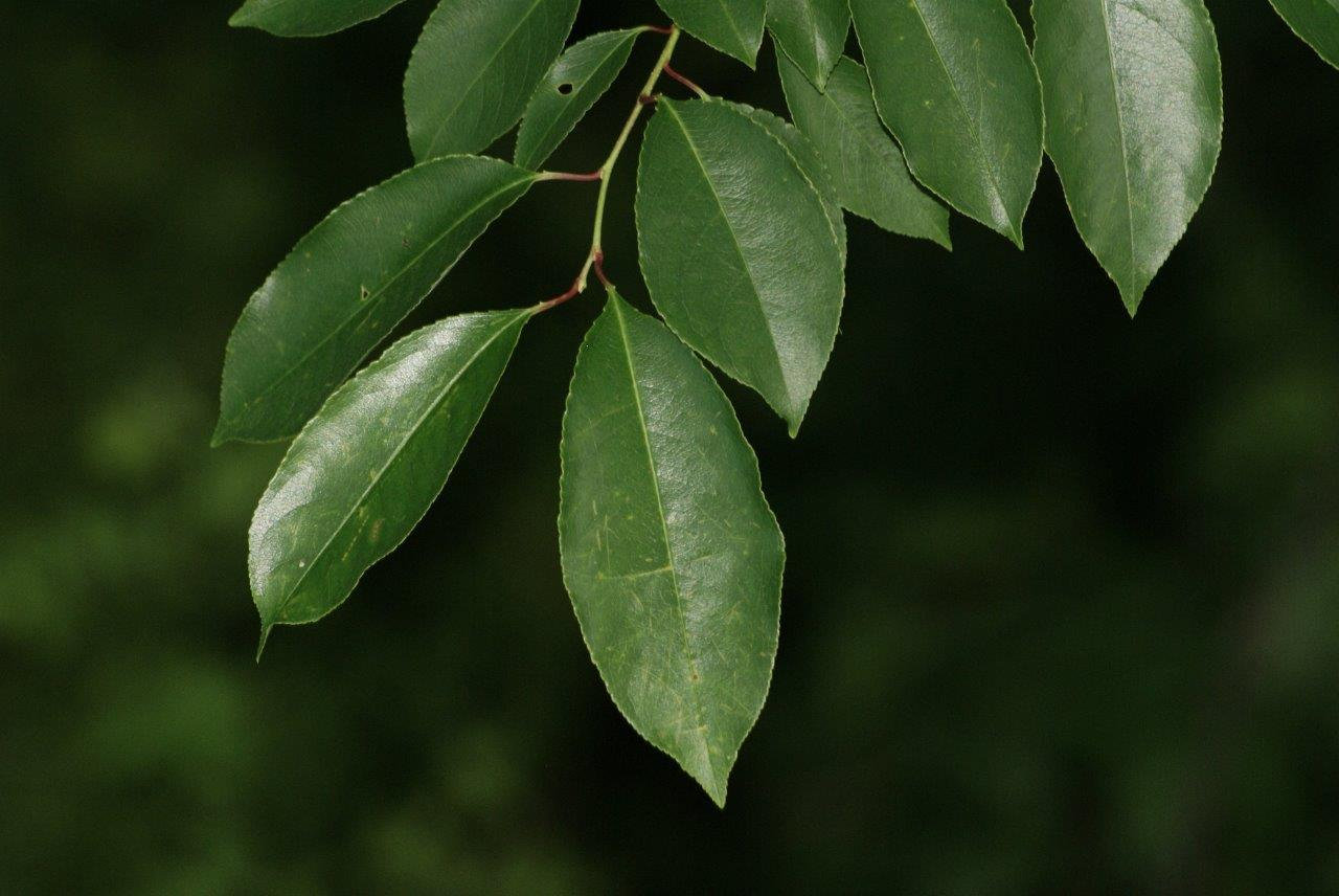 <p><em>Prunus serotina</em></p>