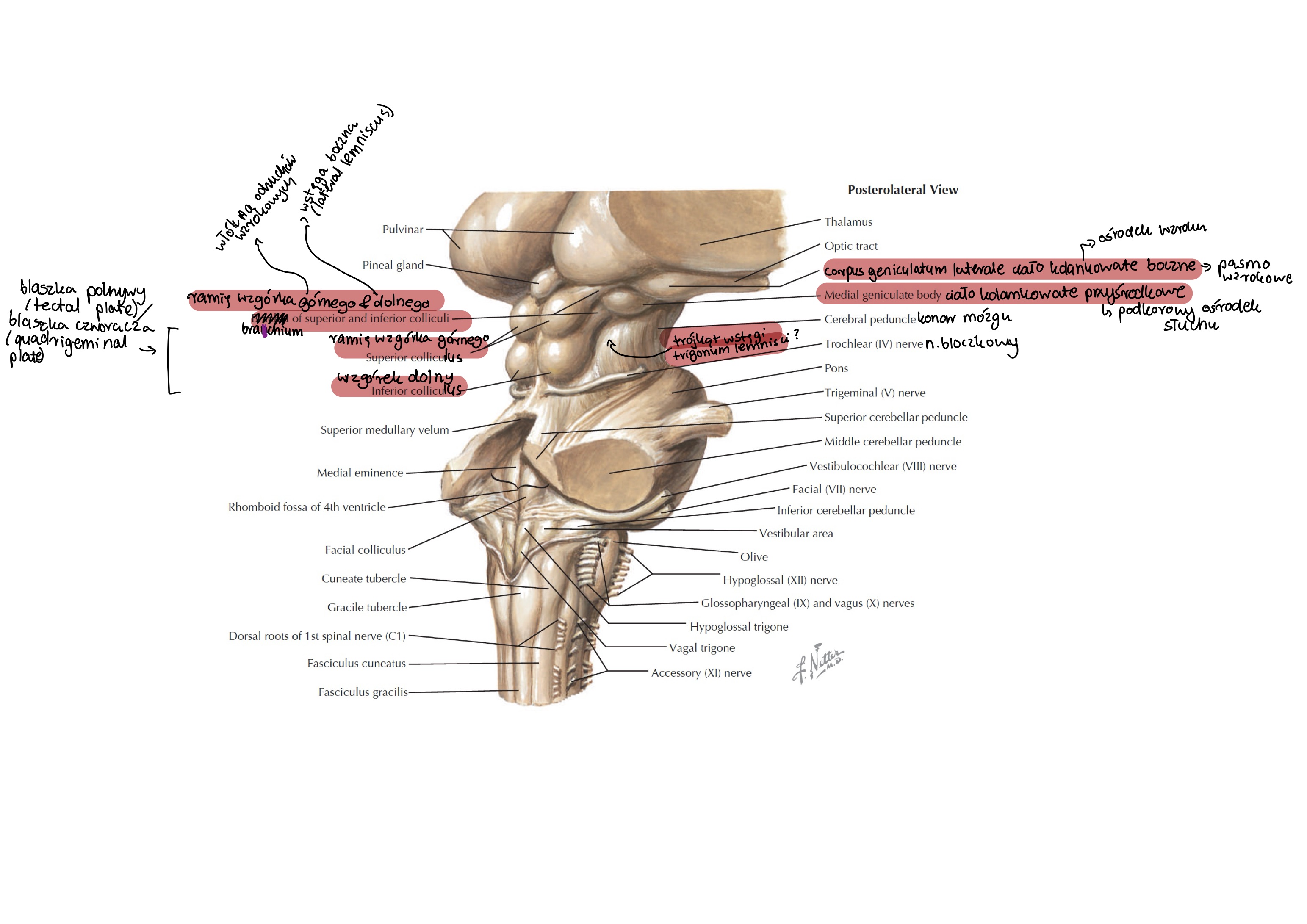 <p>wstęga boczna (lateral lemniscus)</p>