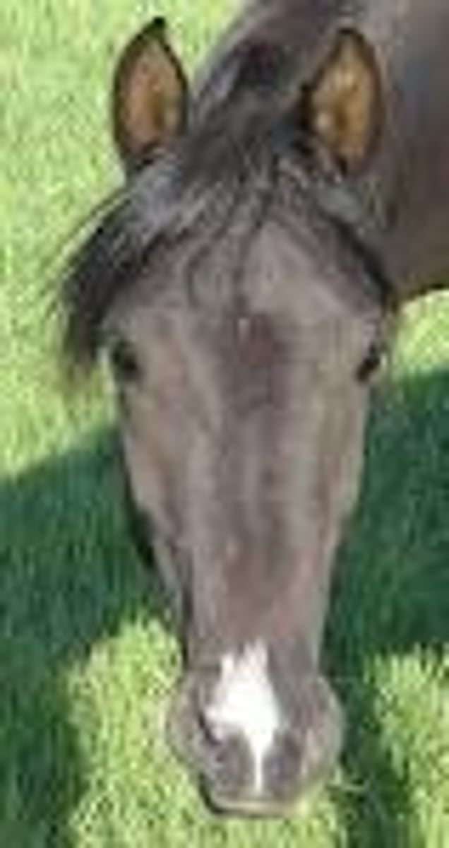 <p>horse with a little white snub on the nose</p>