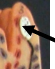 <p>Meissner’s Corpuscle</p>