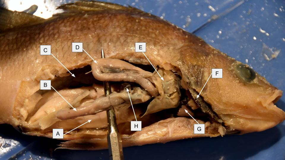 <p>What is letter <strong>G</strong> in the dissection image of an <u>Perch?</u></p>