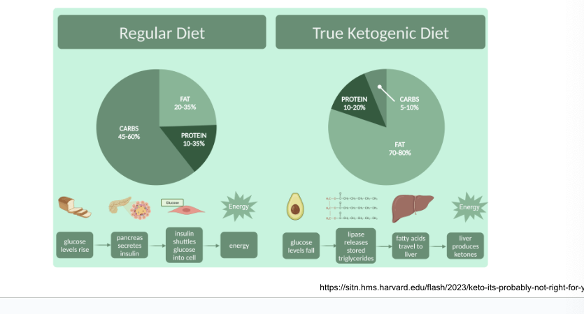 <p>liver produces ketones from lipid degradation</p>