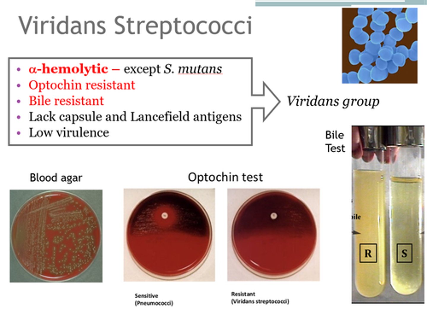 <p>-<strong>Common trait:</strong> α hemolytic, turning blood agar green-ish</p><p>-colonize nasopharynx, oropharynx, or GI tract</p><p><strong>-Medically relevant: <em>S. mutans</em>, </strong><em>S. immitis</em>, <em>S. anginosus</em></p>