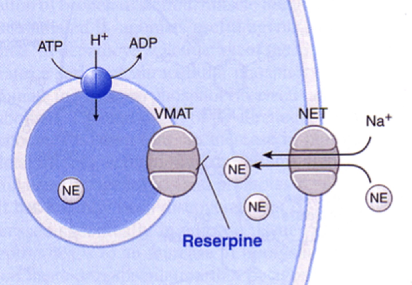 <p>- prevents packing of NE into vesicles <br>- NET transporter is still active and NE still being uptaken, but it can't be packaged into the vesicles.<br>- Eventually the vesicles will have less and less [NE] <br>- neurons rely on recycling NE into the vesicles <br>- sympathetic activity ↓</p>