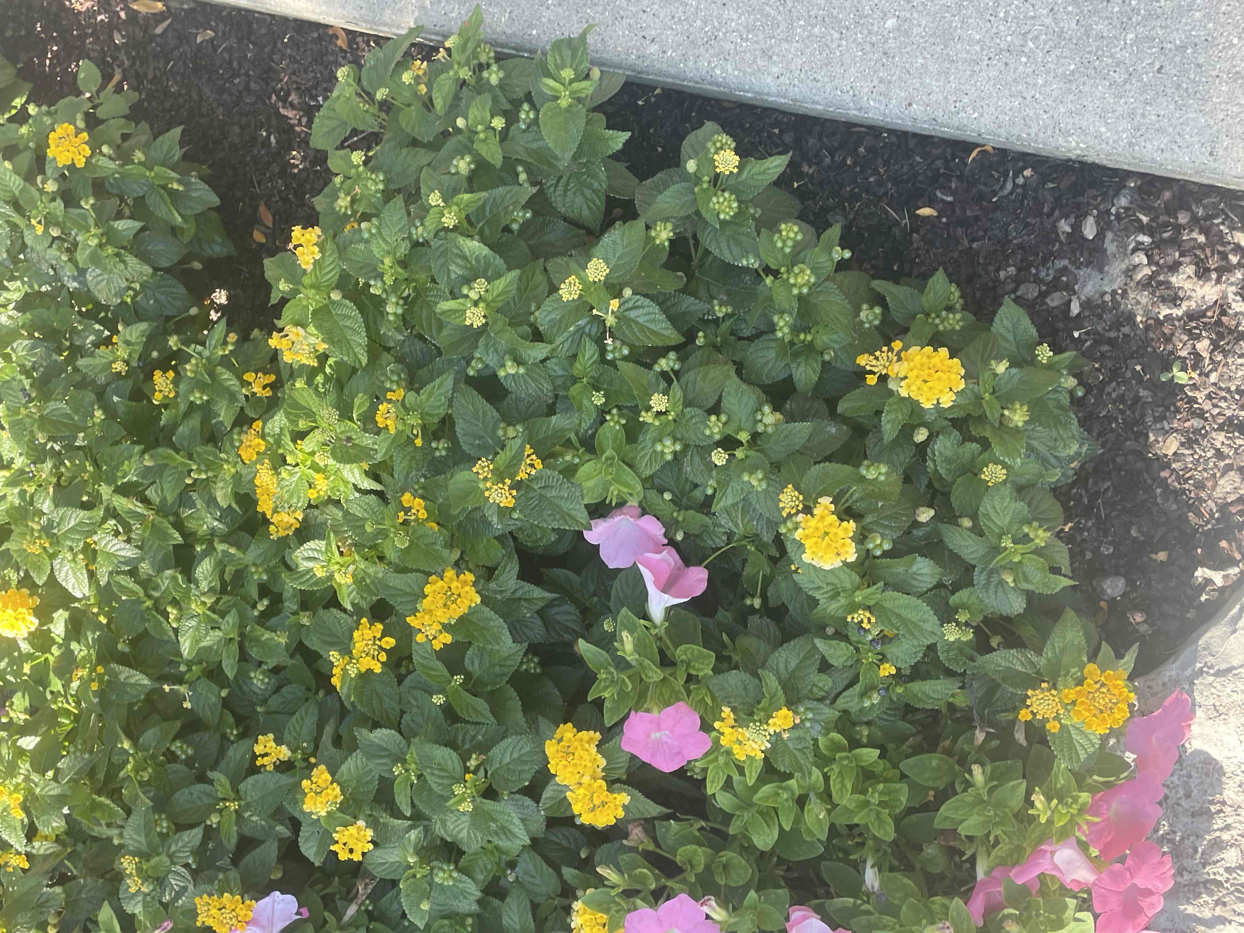 <p>Lantana camara</p>