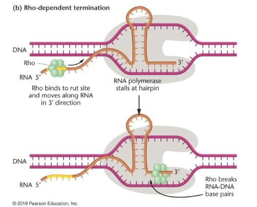 <ul><li><p><span>hairpin structure in RNA causes RNA polymerase to stall</span></p></li><li><p><span>Rho (helicase) unwinds the RNA-DNA duplex</span></p></li></ul><p></p>