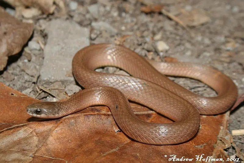 Eastern Smooth  Earthsnake