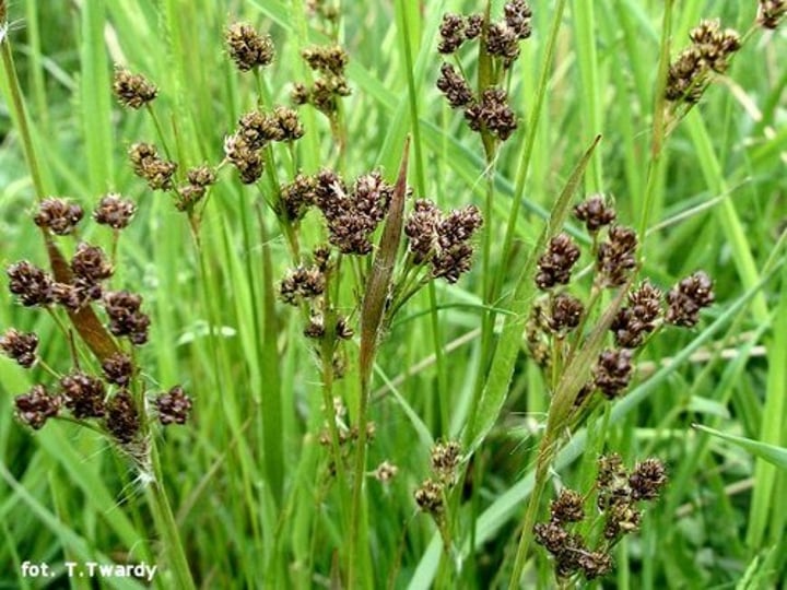 <p>Heath Wood-rush</p>