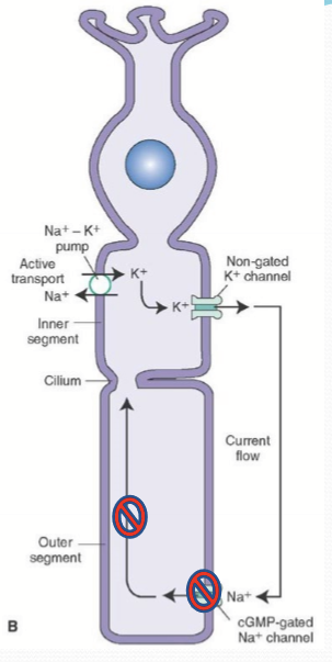 <p>Very, a small reduction in cGMP has a large effect on channel closure due to constant dissociation of cGMP from CNG. </p>