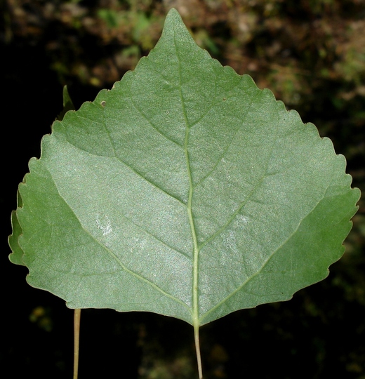 <p>Name this tree (scientific + common name)</p>