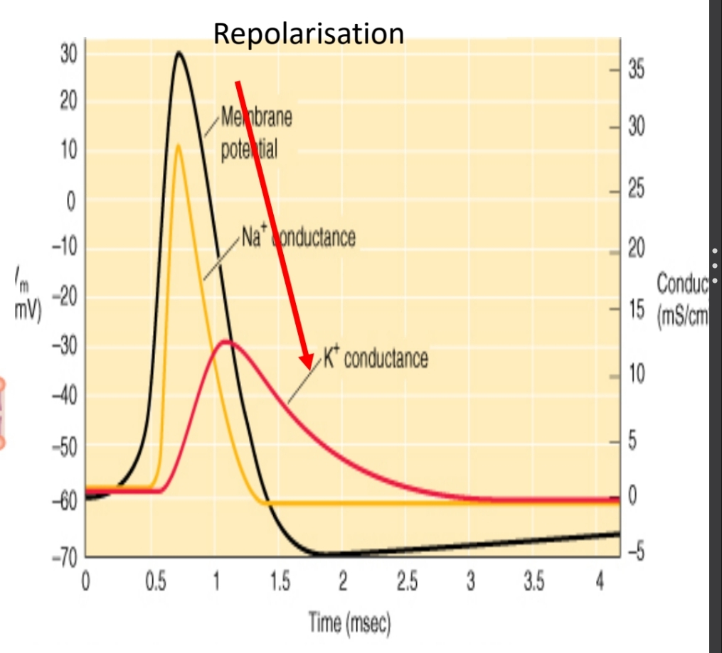 <p><code>Canaux K+</code></p><p class="has-focus"><em>K<sup>+</sup> voltage dépendant</em></p>