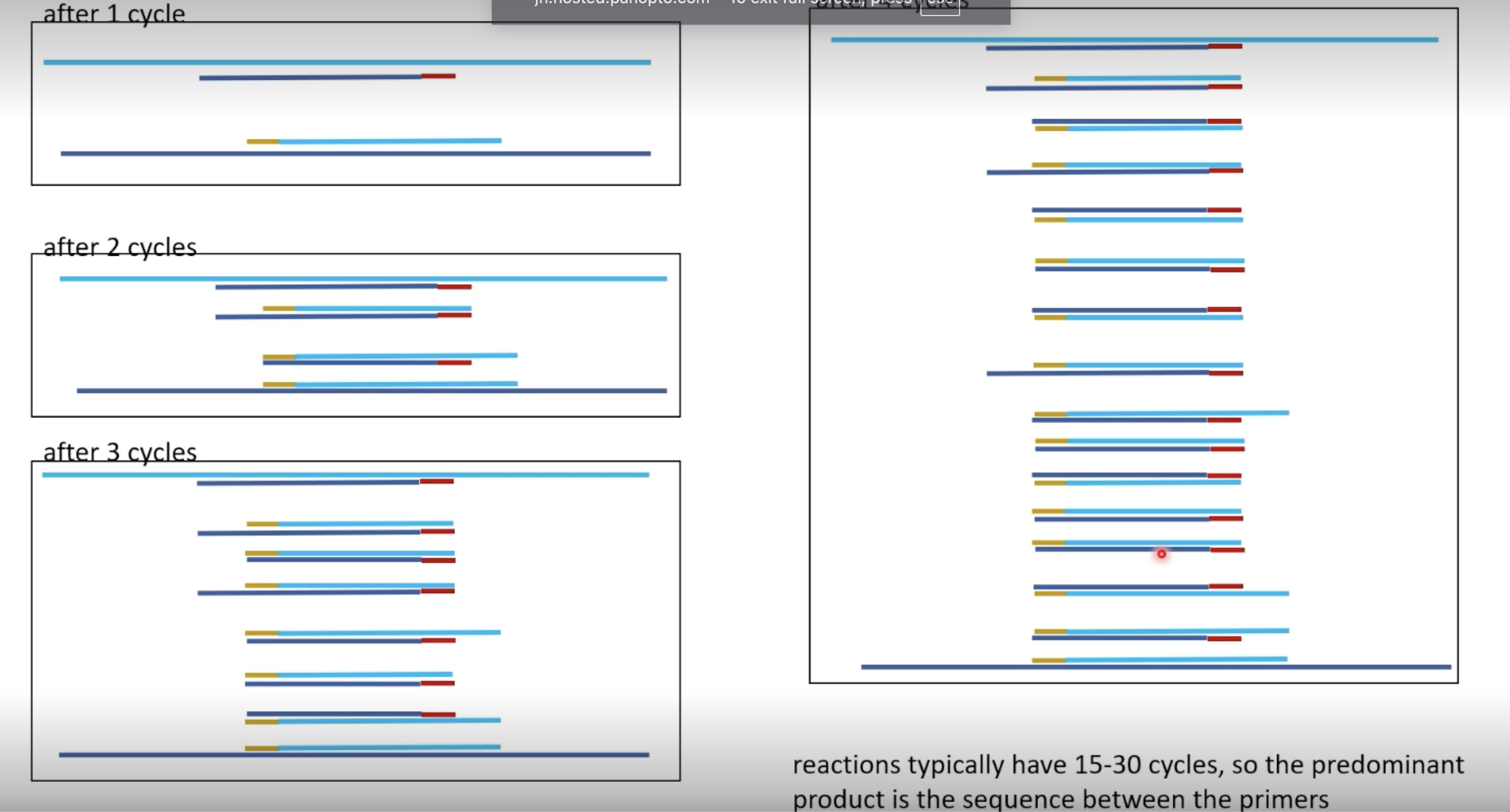 <ol><li><p>use heat to denature DNA</p><ol><li><p>strands held together by noncovalent interactions (hydrogen bonds I think), destabilize over high heat</p></li></ol></li><li><p>primer is combined, anneal/base pair to a specific spot on sequence</p><ol><li><p>15-25 nucleotides long</p></li></ol></li><li><p>primers are extended by DNA polymerase</p><ol><li><p>will be reverse complement</p></li></ol></li><li><p>15-30 cycles, accumulate sequences of specific length</p></li></ol><p></p>